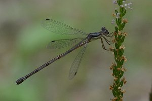 106 2015-07244391 Oxbow NWR, MA